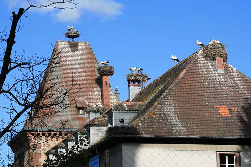 Pourquoi les cigognes restent de plus en plus longtemps en Alsace ?